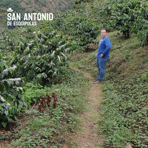 234 San Antonio Farm・Bourbon, Caturra, Catuai・Sun-drying method・Guatemala Weiweitnan fruit producing area